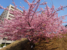 あざみ野駅　河津桜