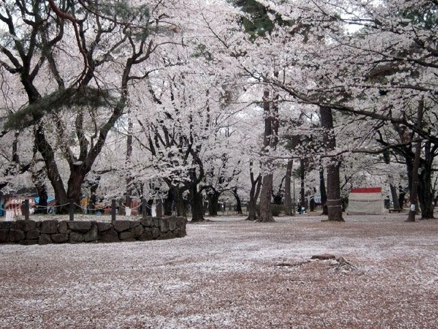 大宮公園の桜が満開♪