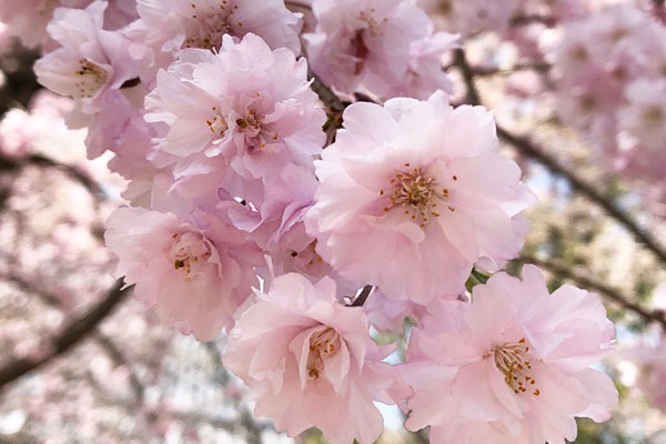 「春はだるい」「イライラする」その原因は？