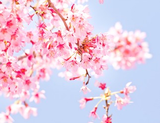 メンテナンスされたiPhoneと一緒に楽しいお花見を