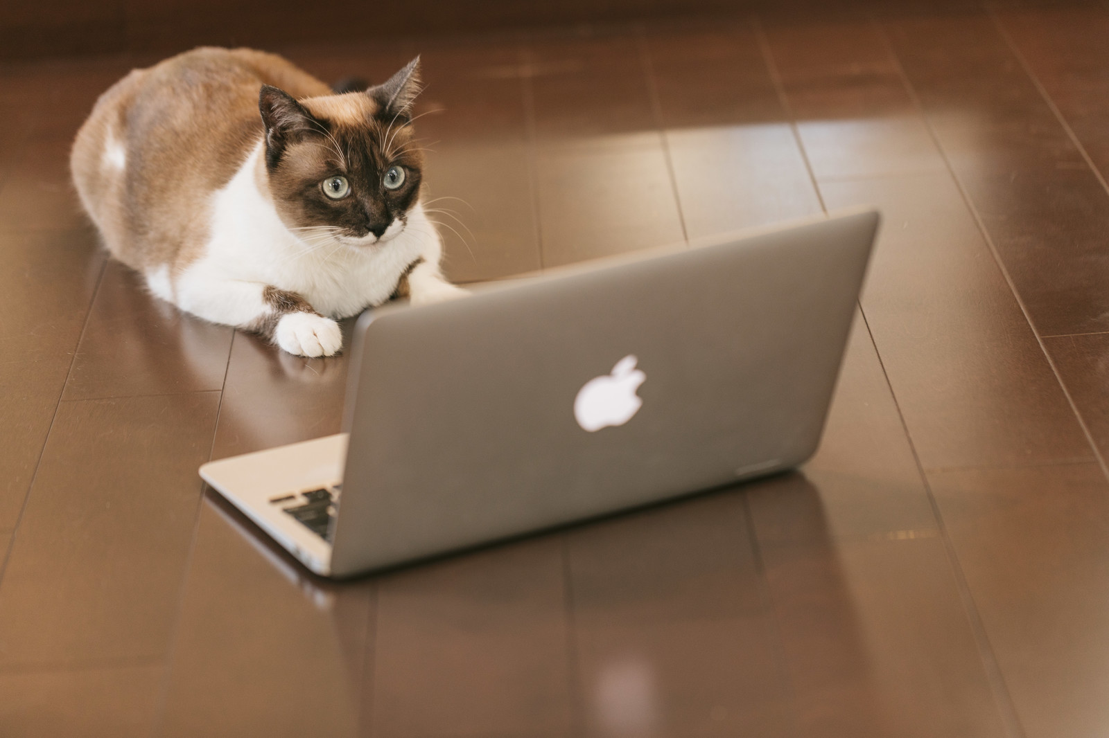 インターネットをする猫