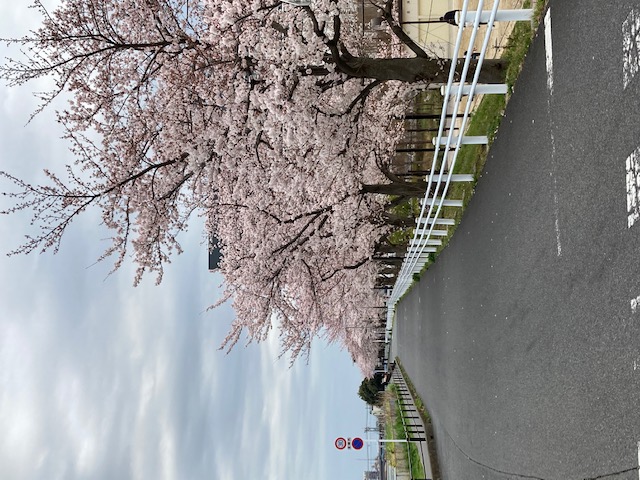 青戸6丁目の桜並木